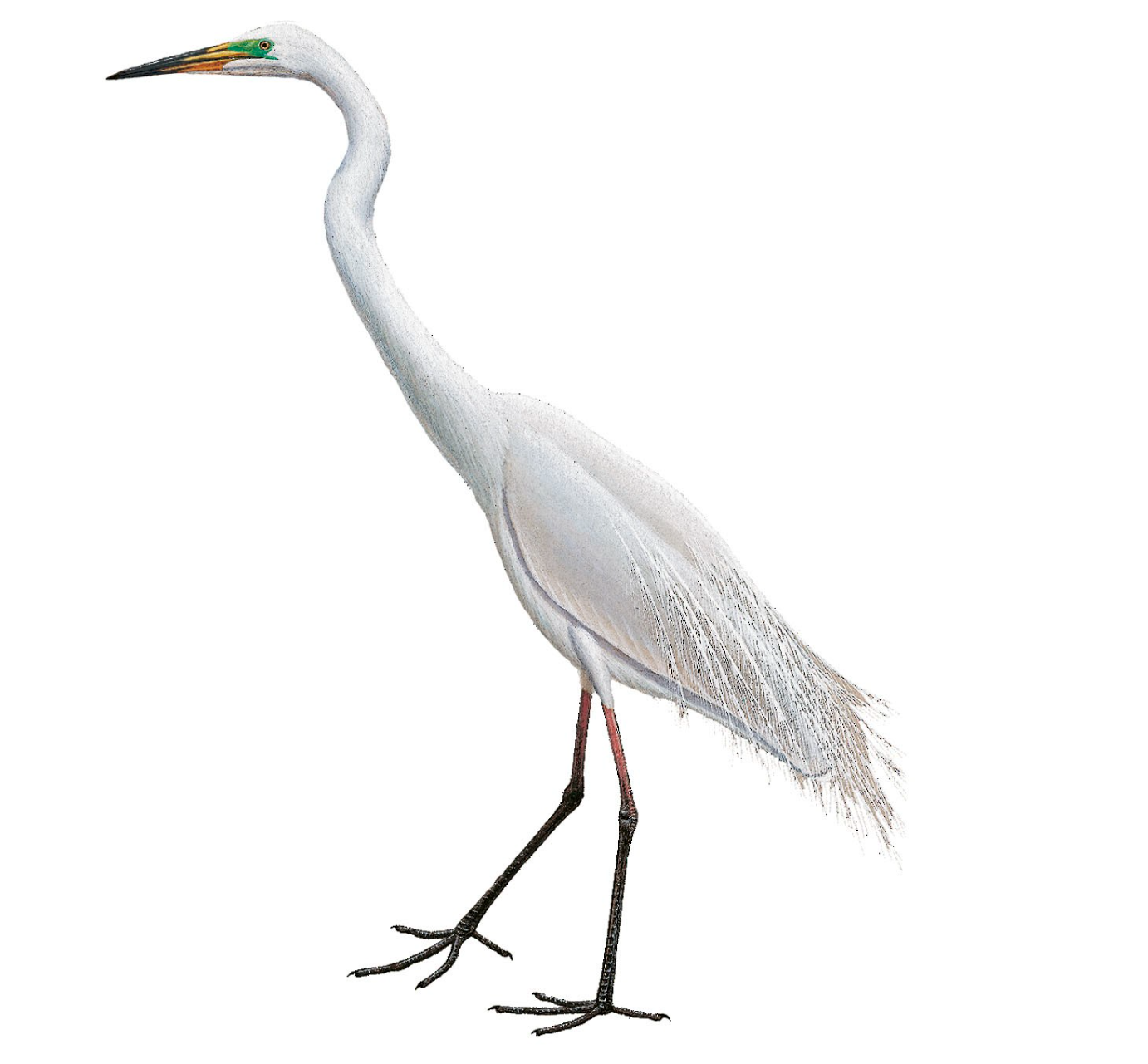 Great Egret