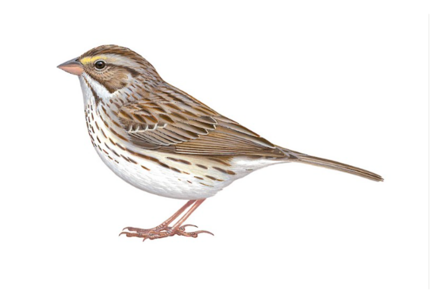 Savannah Sparrow