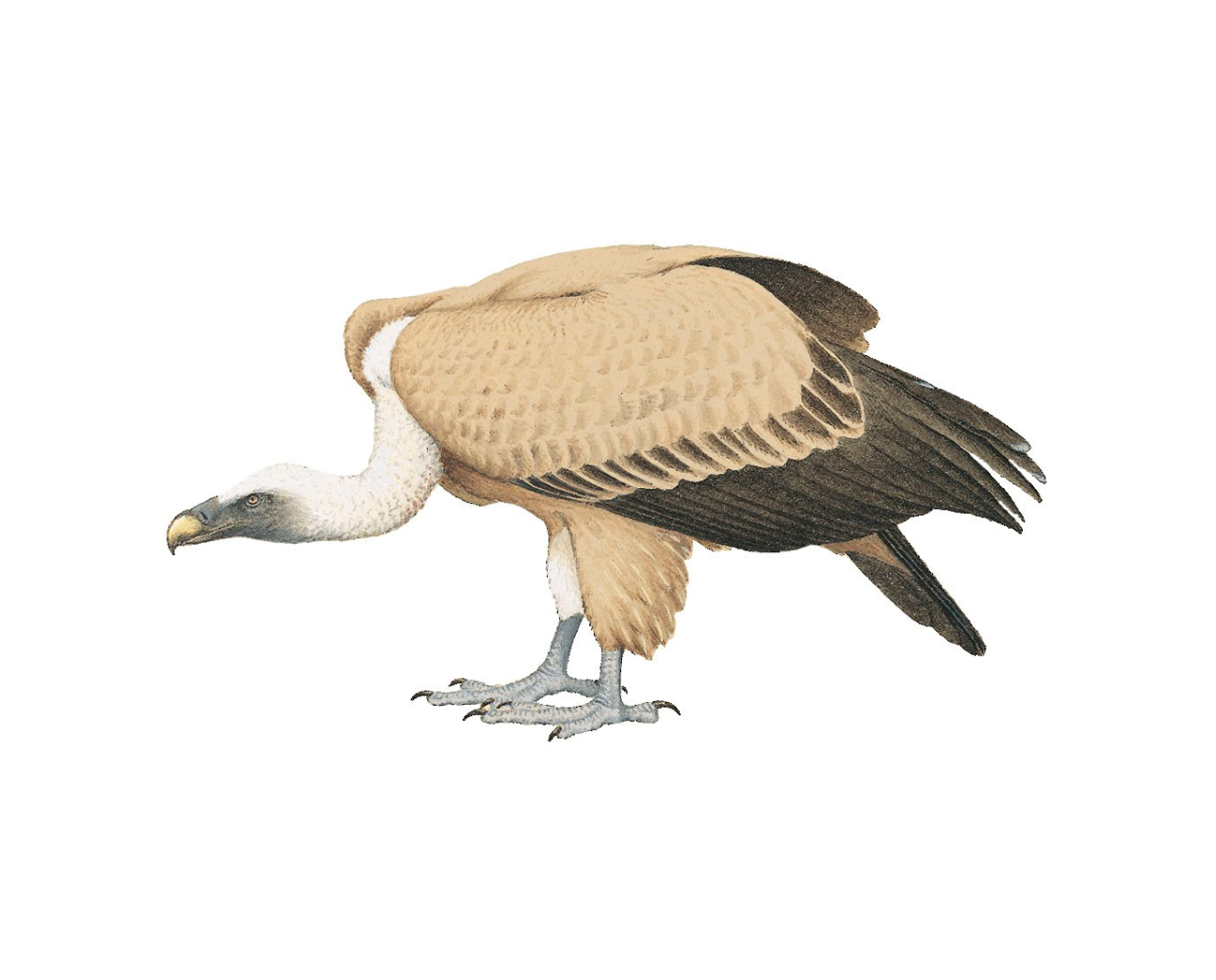 Eurasian Griffon
