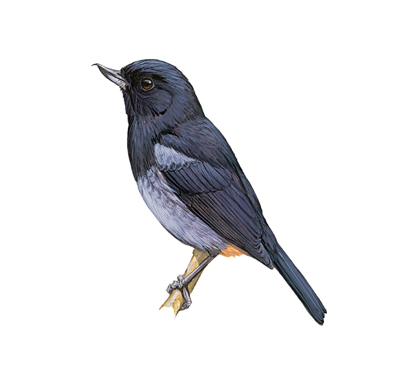 Gray-bellied Flowerpiercer